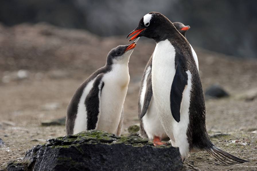 Antarctique © Mathieu Gesta / Compagnie du Ponant