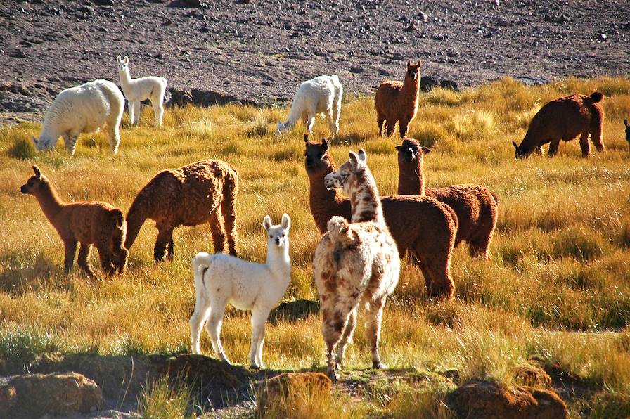 Cafayate - Province de Salta - Argentine © Hélène Franon