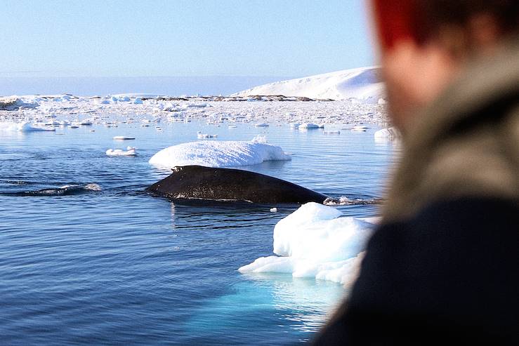 Antarctique © Daria Nikitina