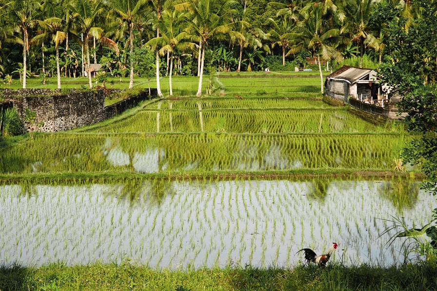 Ubud - Bali - Indonésie © demetriodor / Fotolia