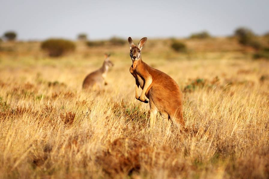 Flinders Range - Australie © shellgrit/Getty Images/iStockphoto