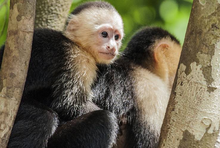 Roatan - Islas de la Bahia - Honduras © Gerardo Borbolla/Getty Images/iStockphoto