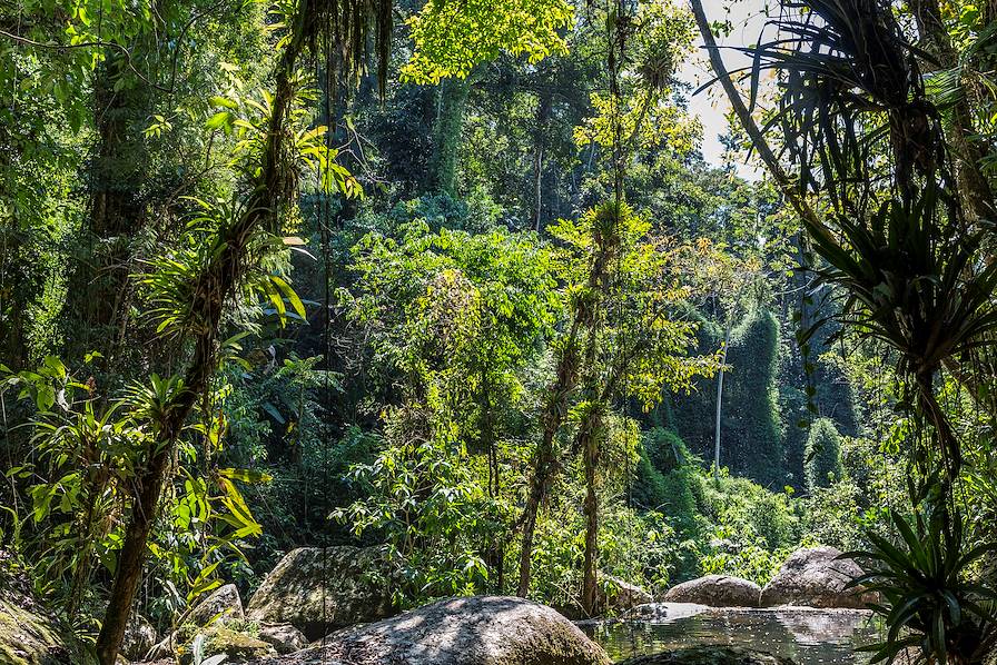 Forête tropicale - Parati - Brésil © Edson Grandisoli/Getty Images/iStockphoto