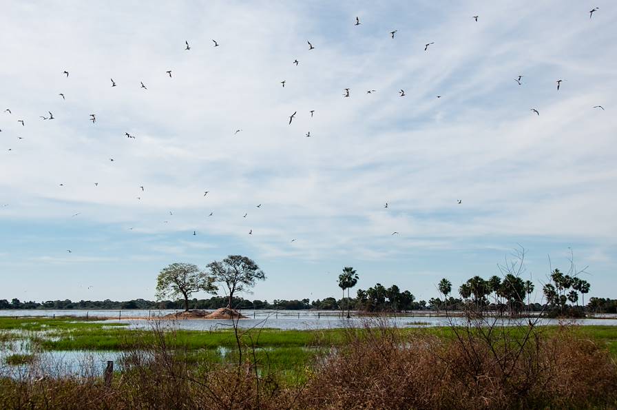 Pantanal - Brésil © Hugo Brizard/stock.adobe.com