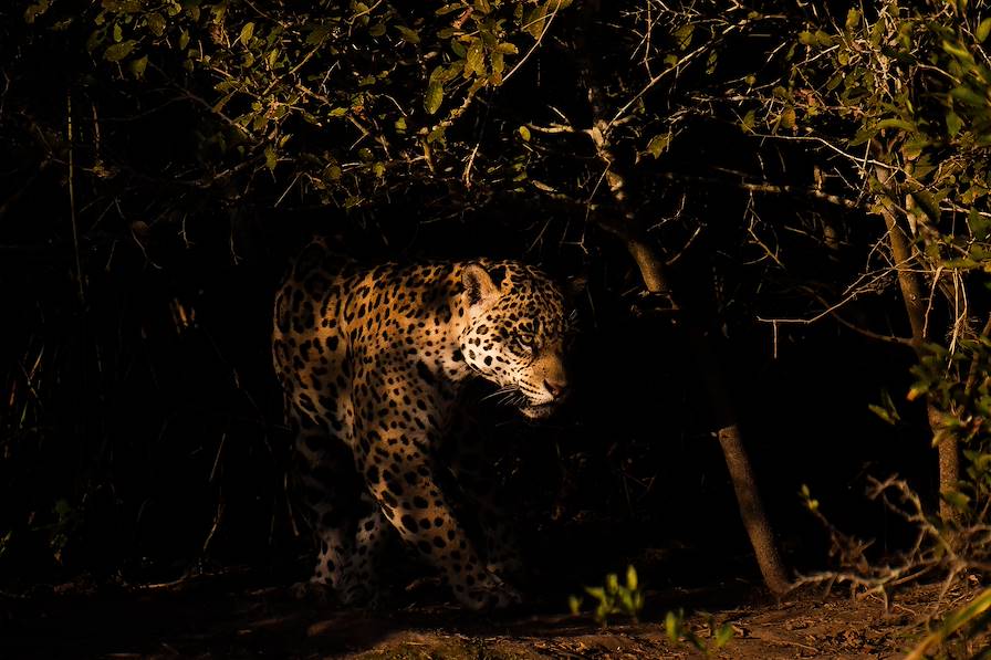 Jaguar - Pantanal - Brésil © Patmaluphoto / Adobe Stock