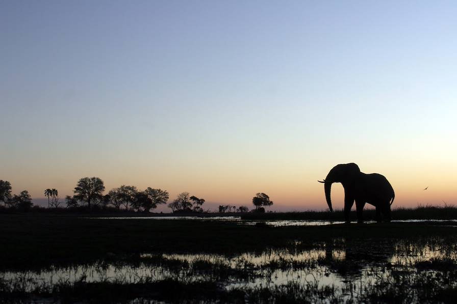 Delta de l'Okavango - Botswana © Dana Allen / Wilderness Safari