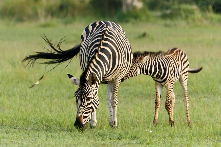 Maun - Botswana © Nadine Haase/Fotolia