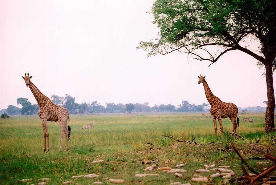 Nxai Pan National Park- Botswana © Andreas Hub/LAIF-REA