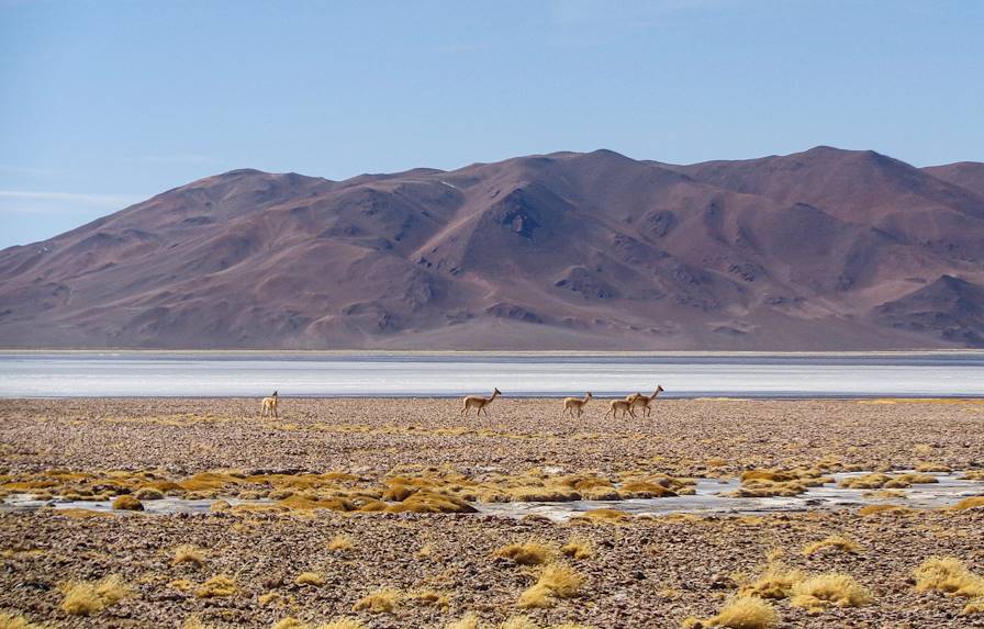 Hauts plateaux d'Atacama : ses lagunes et salines - Chili © Bruno Durand