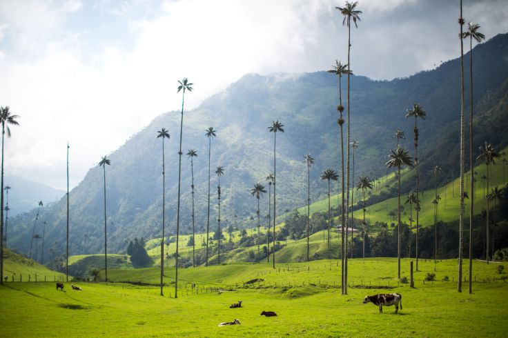 Salento - Quindío - Colombie © traveler1116/Getty Images