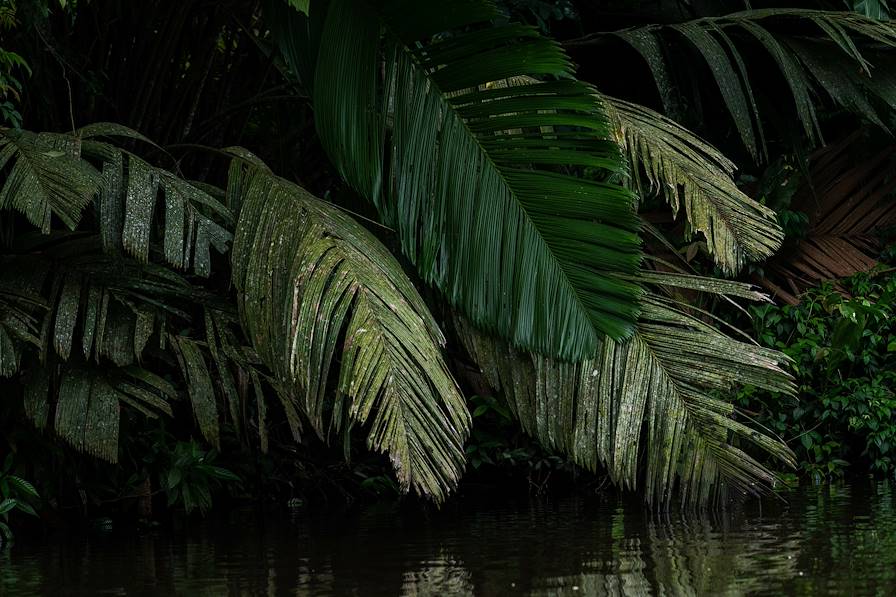 Tortuguero - Costa Rica © guillaumeastruc - stock.adobe.com