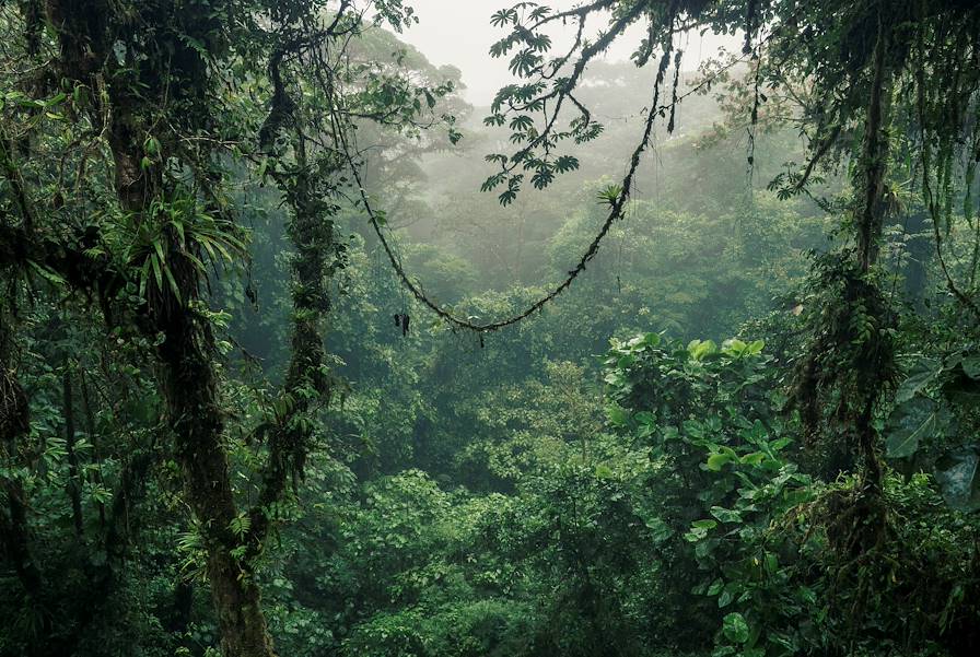 Forêt - Monteverde - Costa Rica © Getty Images/iStockphoto