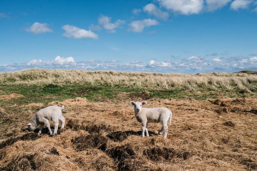 Sylt - Allemage © Droits réservés