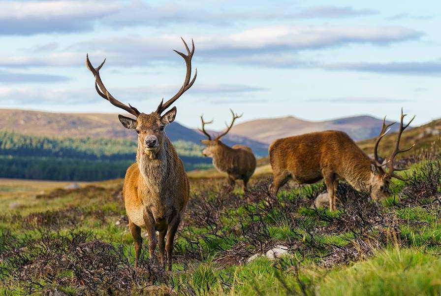 Parc National de Cairngorms - Ecosse - Royaume-Uni © Martin Bennie / Unsplash.com