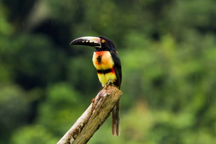 Belize © wollertz/Fotolia