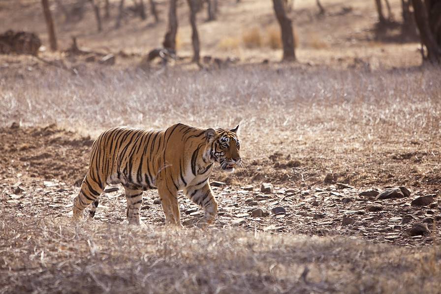 Parc national de Ranthambore - Rajasthan - Inde © davidevison / Fotolia