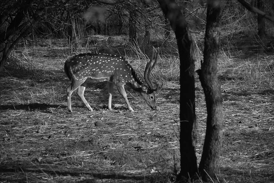 Parc national et sanctuaire faunique de Gir - Gugarat - Inde © Attrum_shutterum - stock.adobe.com