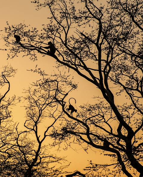 Jaipur - Rajasthan - Inde © Brian Flaherty