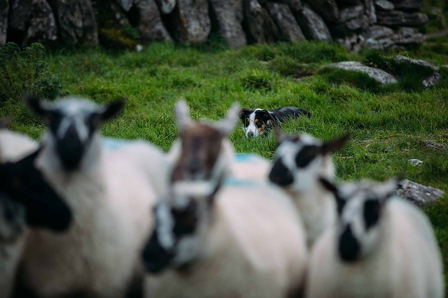 Chien de Berger - Clare -  Irlande © Eamon Ward / Tourism Ireland