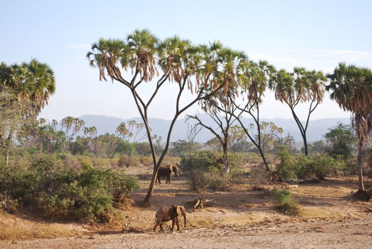 Elephants dans la réserve nationale de Samburu - Kenya © Laetitia Ferreira