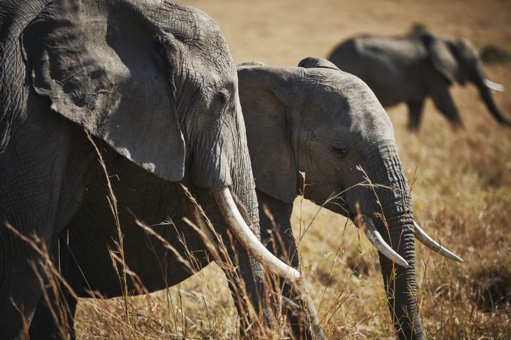 Eléphant - Kenya © Christopher Churchill