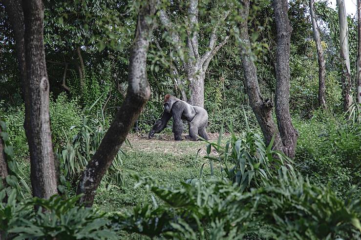 Gorille - Rwanda © Mike Arney / Unsplash.com