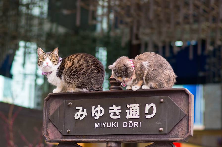 Ginza - Tokyo - Japon © yoko_ken_chan/fotolia.com