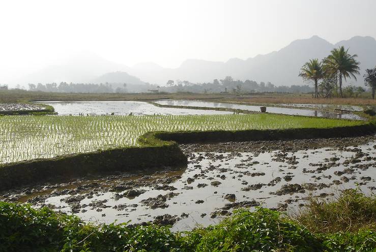 rizière - Luang Prabang - Laos © Rodríguez - stock.adobe.com