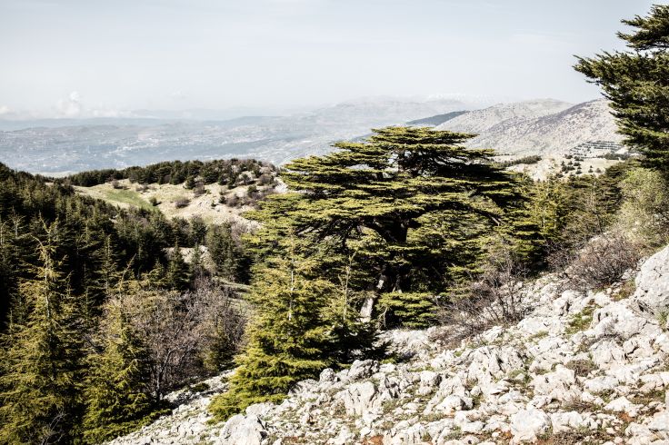 Réserve naturelle des Cèdres du Barouk - Région du Chouf - Liban © Vincent Mercier