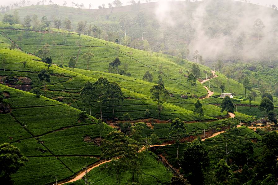 Région de Nuwara Eliya - Sri Lanka © Jörg Hackemann / Fotolia