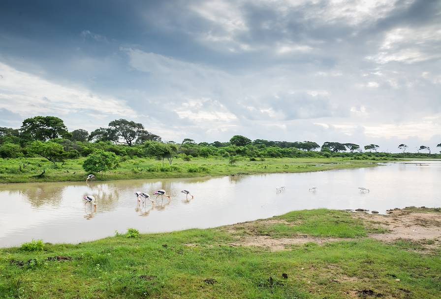 Parc National de Yala - Sri Lanka © ArtesiaWells/ChristinaRahm/Getty Images/iStockphoto