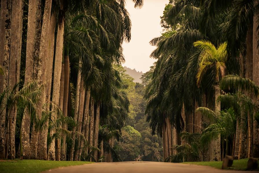 Jardin botanique de Peradeniya - Kandy - Sri Lanka © Krivinis/Getty Images/iStockphoto