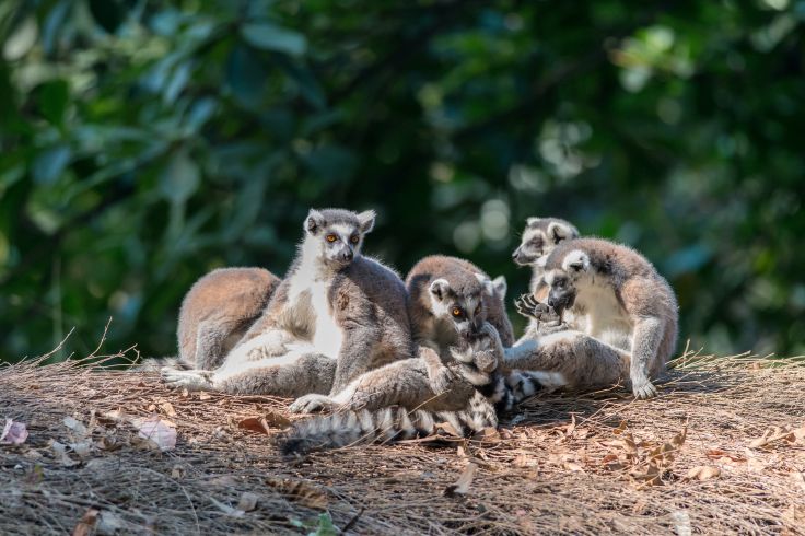 Madagascar © Tao Jiang/imphilip/Fotolia