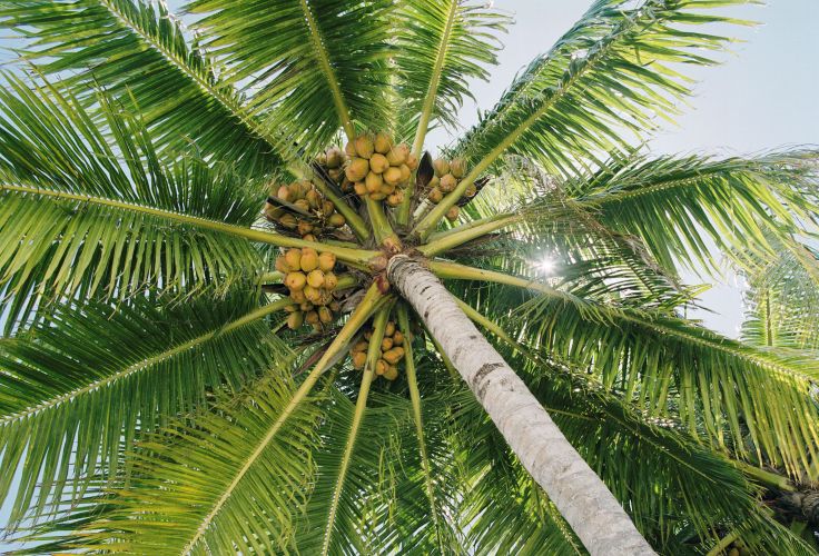 Maldives © Gerhard Westrich/laif