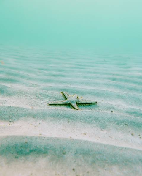 Étoile de mer - Martinique © Linus Nylund/Unsplash