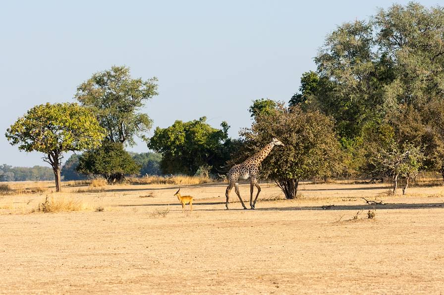 Parc National Luangwa - Zambie © Droits reservés