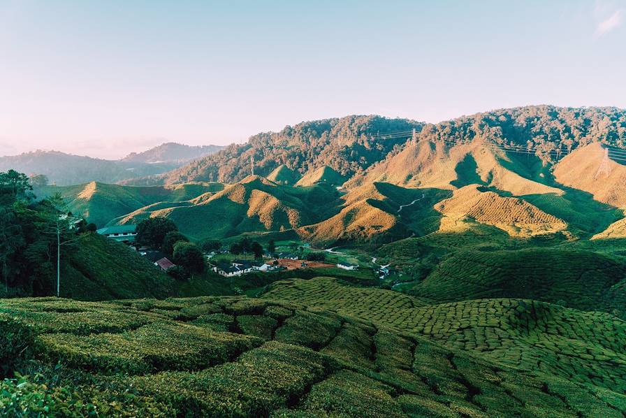 Cameron Highlands - Malaisie © Oleh_Slobodeniuk/Getty Images/iStockphoto