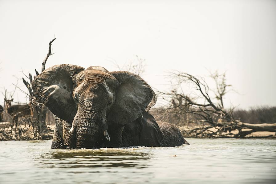 Parc national d'Etosha - Namibie © Un cercle