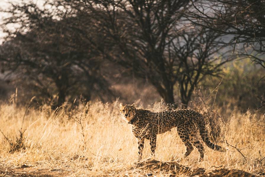 Parc national d'Etosha - Namibie © Un Cercle