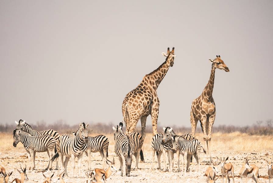 Parc national d'Etosha - Namibie © Un cercle