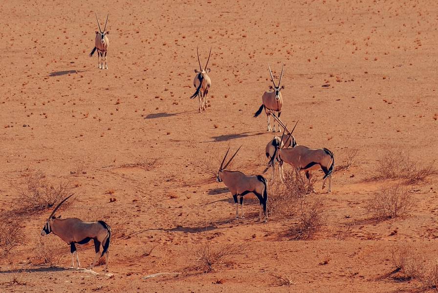 Oryx - Namibie © Jérôme Galland