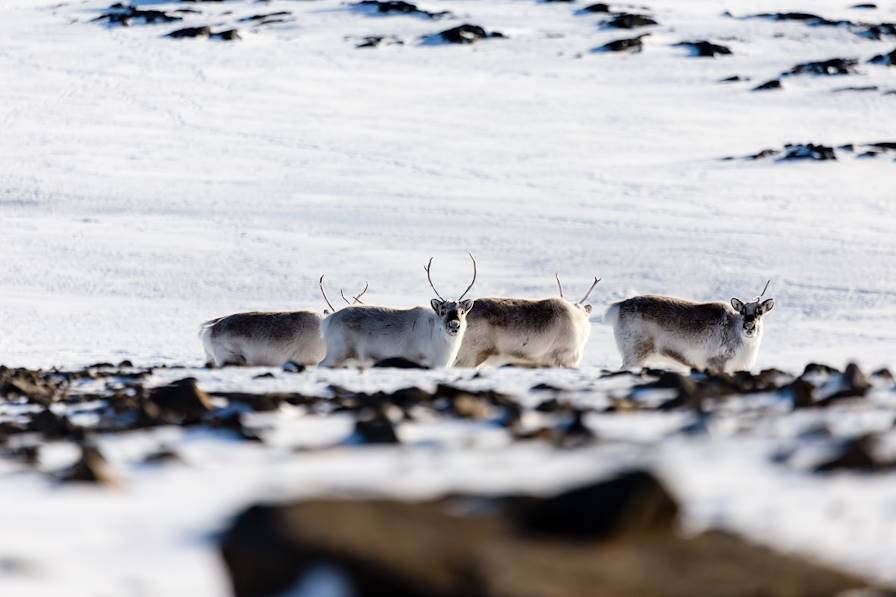 Spitzberg - Archipel du Svalbard - Norvège © Robert Pogorzelski/Getty Images/iStockphoto