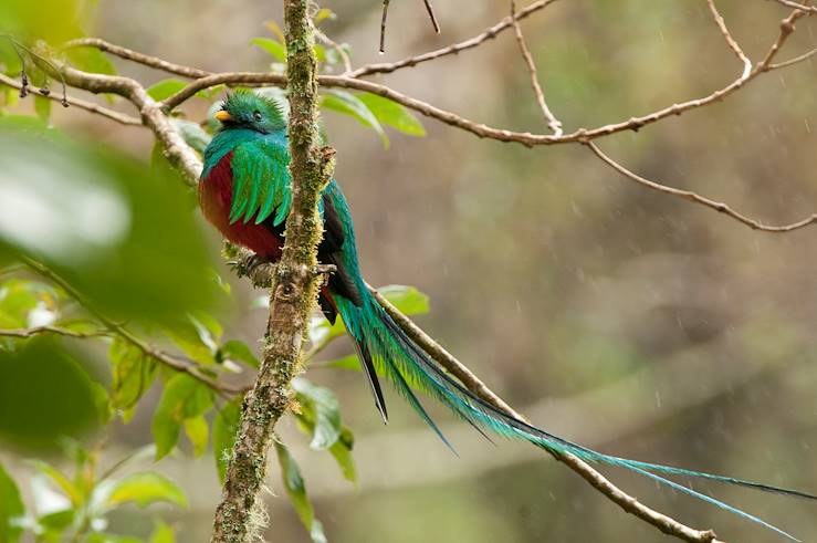 Boquete - Panama © Alfredo Maiquez