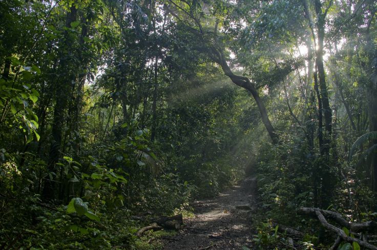 Parc national de Soberania - Panama © Bkamprath/iStock /Getty Images Plus