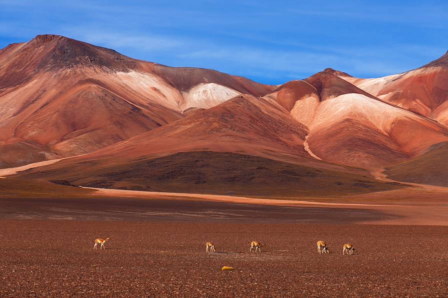 Altiplano - Bolivie © sunsinger / Fotolia