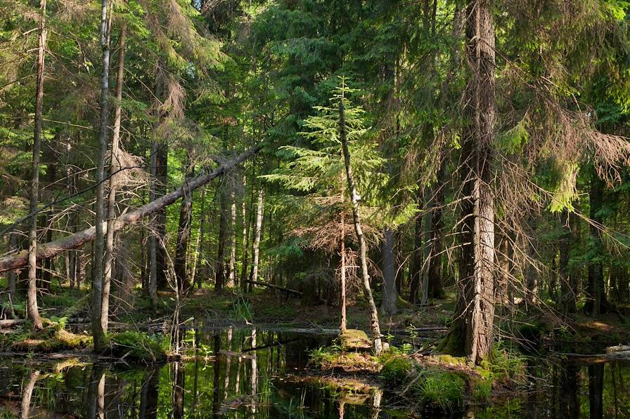 Forêt de Bialowieza - Podlachie - Pologne © Aleksander Bolbot/stock.adobe.com