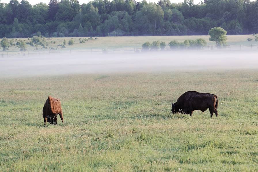 Forêt de Bialowieza - Podlachie - Pologne © ChrWeiss/stock.adobe.com