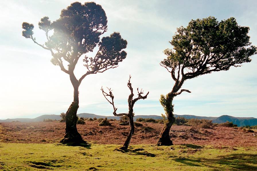 Région de Madère - Portugal © Achim Liebsch/LAIF-REA