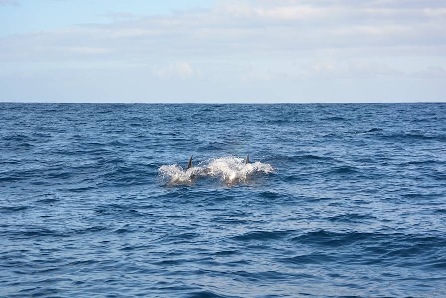 Sortie Dauphins à Funchal - Madère - Portugal © Audrey Rossignol