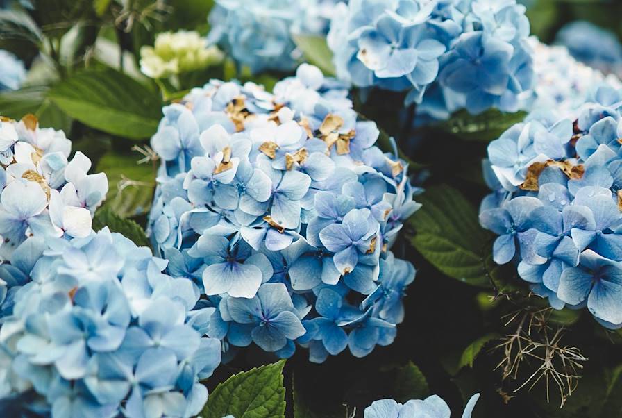 Hortensias - Sao Miguel - Açores © Vera Gorbunova/Unsplash